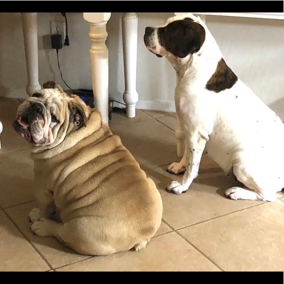 Meet your Poshers!  Chandra, Bear, and Meadow! - Picture 3 of 8